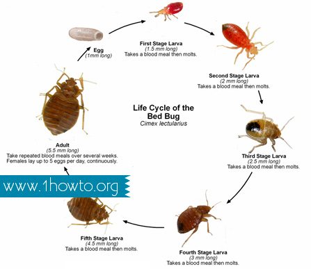bed bugs rid bug them cycle bring getting