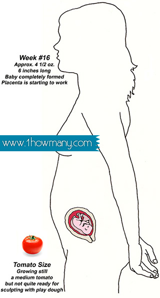 how-many-weeks-pregnant-am-i