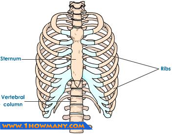 How Many Ribs Do Humans Have