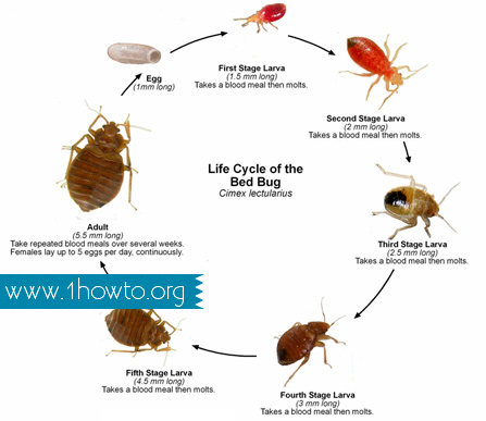 Life Cycle of the Bed Bug