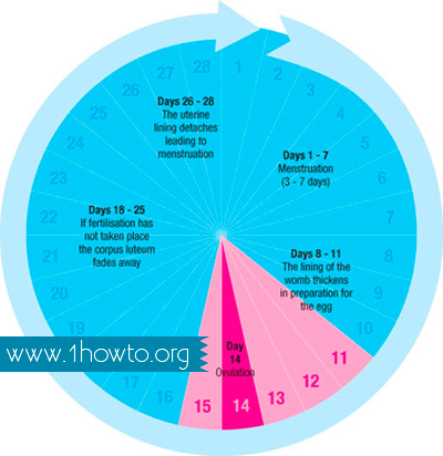 Menstrual Cycle